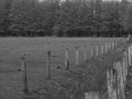 wilde paarden op een weide in duitsland foto