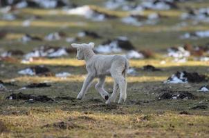 schapen Bij winter tijd foto