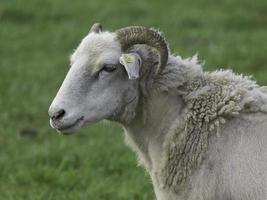 schapen in het duitse münsterland foto