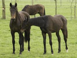 paarden Aan een Duitse weide foto