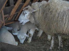 schapen in Westfalen foto