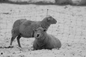 schapen Bij winter tijd foto