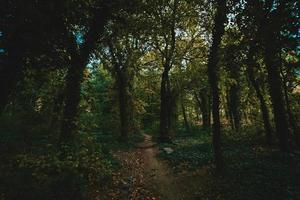 pad tussen de bomen foto