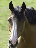 paarden en veulens in Duitsland foto