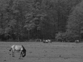 widl paarden in Duitsland foto