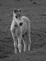 wilde paarden op een weide in duitsland foto