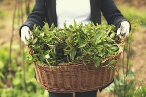 tuinieren houten mand met kruiden foto