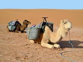 kamelen in de woestijn
