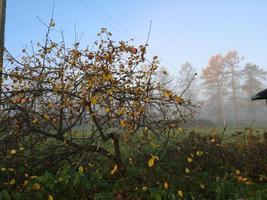 avondmist in de herfsttuin foto