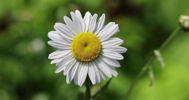 wit madeliefjes in de veld- in winderig weer foto