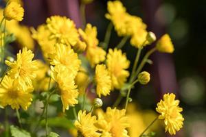 chrysant bloemen bloeien in de tuin foto