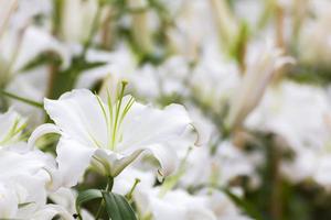 witte leliebloem in tuin foto