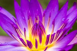 Purper water lilly foto