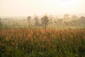 wild gras in de ochtend- zonsopkomst foto