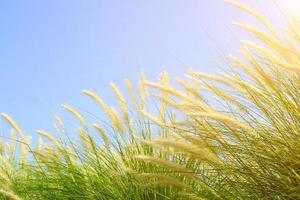 fourtain gras in de natuur agent blauwe lucht foto