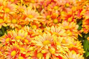 oranje chrysant bloemen in de tuin foto