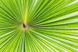 close up gestreept van palmgroen blad foto