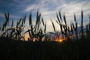 tarwe veld- in platteland middel zonsondergang foto