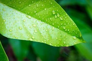 groen blad met water laten vallen foto