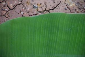 banaan blad Aan isoleren en wit achtergrond. foto