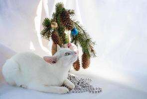 nieuw jaar vooravond, 2022.a wit nieuwsgierig kat zit De volgende naar een Kerstmis boom boeket foto