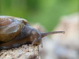 slak Aan de hout, in de ochtend, macro fotografie, extreem dichtbij omhoog foto