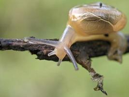 slak Aan de takje, in de ochtend, macro fotografie, extreem dichtbij omhoog foto