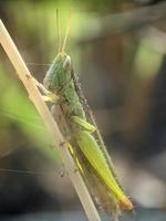 sprinkhaan Aan takje, macro fotografie, extreem dichtbij omhoog foto