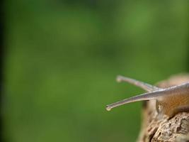 slak Aan de hout, in de ochtend, macro fotografie, extreem dichtbij omhoog foto