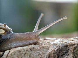 slak Aan de hout, in de ochtend, macro fotografie, extreem dichtbij omhoog foto