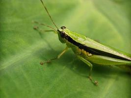 sprinkhaan Aan blad, macro fotografie, extreem dichtbij omhoog foto