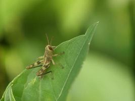 sprinkhaan Aan blad, macro fotografie, extreem dichtbij omhoog foto