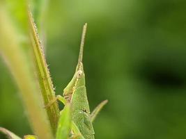 sprinkhaan Aan blad, macro fotografie, extreem dichtbij omhoog foto