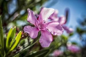 een detailopname van een roze oleander bloem Aan een zonnig dag foto