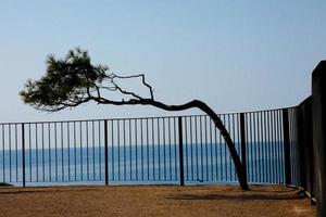 gedraaid pijnboom boom ten gevolge naar de tramuntana wind Aan de middellandse Zee kust van de Catalaans costa moedig foto