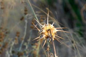 distel bloem, bruinig in kleur, droogt in zomer foto