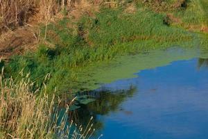 wetlands in de nabijheid van de rivier- llobregat foto