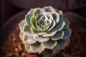 fabriek bloem roos en groen foto