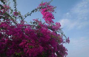 velden van magenta bloemen vulling de geheel afbeelding, met selectief focus, voorjaar en liefde themed fotografie foto