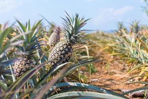 ananas is een tropisch fabriek met een eetbaar fruit. de vlees is geel kleur en zoet smaak. ananas plantage net zo natuurlijk tropisch thema. foto