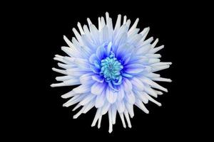 mooi blauw dahlia bloem geïsoleerd foto