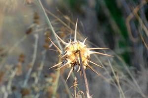 distel bloem, bruinig in kleur, droogt in zomer foto