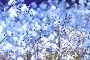 bloem bloesem Aan veld. mooi groeit en bloemen Aan weide bloeiend in de ochtend, selectief focus natuur Aan bokeh achtergrond, vintage stijl foto