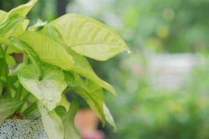 groen blad in een wit pot in de tuin foto