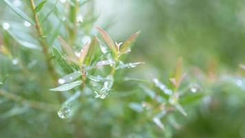 natuurlijk groen blad in de tuin. foto