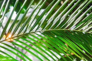 groen exotisch achtergrond. weelderig dwaasheid. verschillend tropisch bladeren tegen lucht. zomer bloemen concept foto