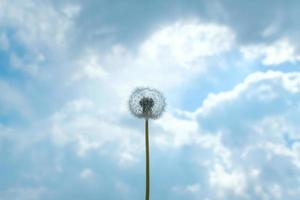 single pluizig paardebloem tegen zomer blauw lucht achtergrond met wolken in vrouw hand. foto