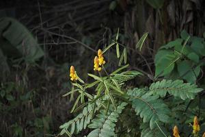 gevleugeld cassia, cassia alata, senna alata foto