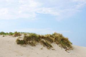 marram gras Aan zand duin foto