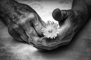 senior vrouw handen en bloem foto